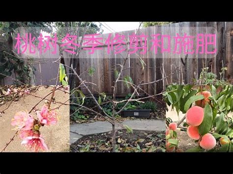 仙桃樹風水|【仙桃樹風水】仙桃樹風水大揭秘！院子種桃樹竟有驚人影響